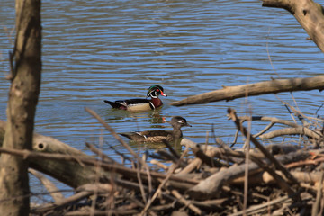 Wood Duck pair swimming at a wetland