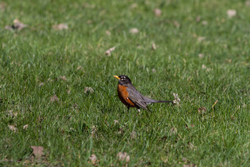 American Robin standing on the green grass. 