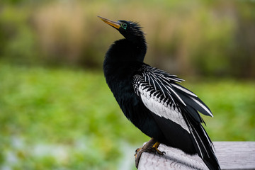 Male Anahinga Looks Back At Camera
