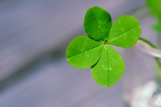 Four leaf clover. Four leaf clover background for good luck. Green clover close-up.