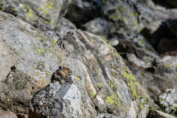 Pika on Lichen Covered Rock