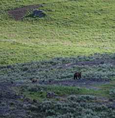 Mother Bear Looks Back Atop Rocks