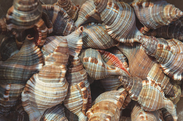Sea mollusks close-up. Background from exotic shells. Concept group of sea shells. Seashells background. Top view close up of mollusk.Texture of shells top view.
