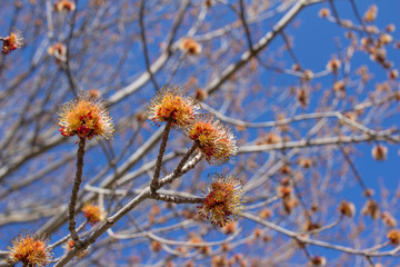 Close up view of emerging bright yellow and red flowers on a red maple tree (acer rubrum), with defocused background