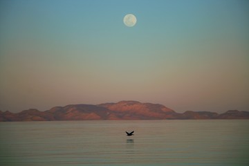 Mar, gaviota volando cerro cielo azul y luna en contra atardecer