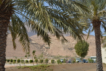 palm trees on the street of Muscat