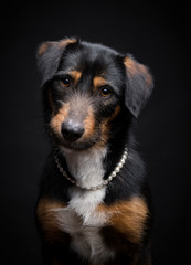 Portrait of an adorable domestic dog, studio shot