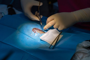 Obraz na płótnie Canvas Veterinarian suturing castration surgery wound