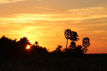 Palm silhouettes in the forest at sunset, Iberá, Corrientes, Argentina