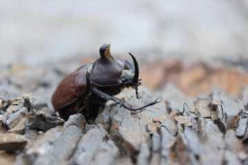Horn beetle on rocks on the river coast, Baritu National Park, Argentina