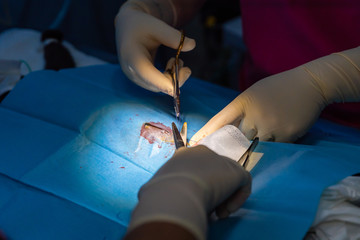 Obraz na płótnie Canvas Veterinarian suturing castration surgery wound