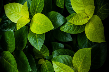 Fototapeta na wymiar Green leaves in different shades 