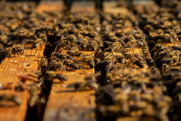 Colony of bees on bee frames