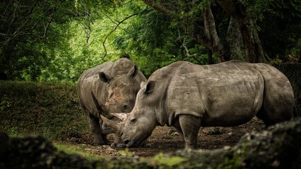 Fototapeta premium rhino in the wild