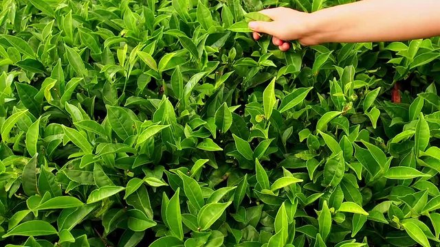 close up hands of woman picking tea in india munnar kerala plantations