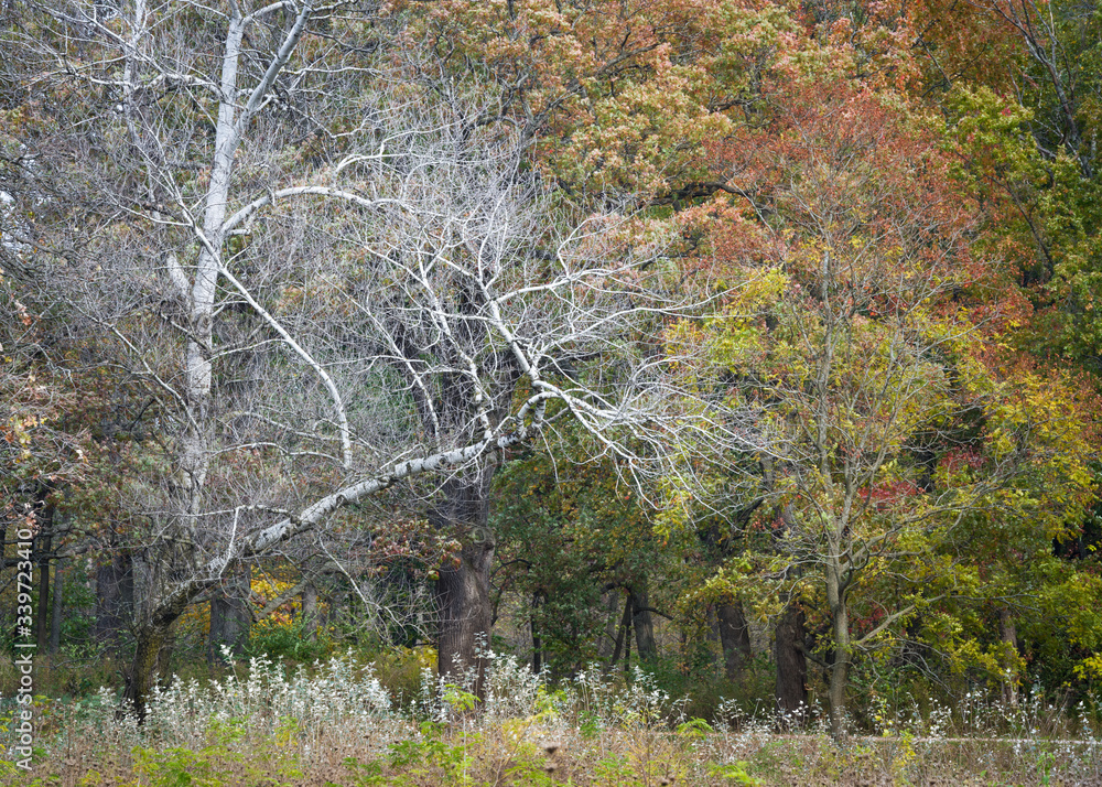 Wall mural the bare branches of a sycamore tree stand out against a backdrop of the autumn colors of maple and 