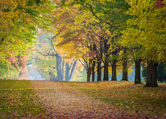 A footpath invites hikers to stroll through a grove of maple trees in peak autumn color.