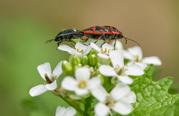 Two red and black ornate shield bugs mating on a wildflower in nature (Eurydema ornata)