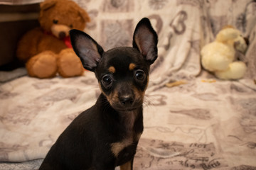 miniature pinscher puppy
