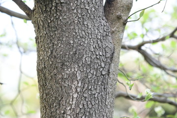 Flowering dogwood (Cornus florida) / Cornaceae deciduous tall tree