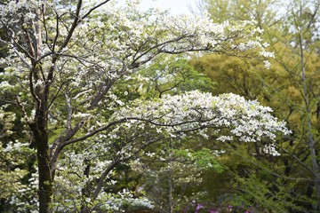Flowering dogwood (Cornus florida) / Cornaceae deciduous tall tree