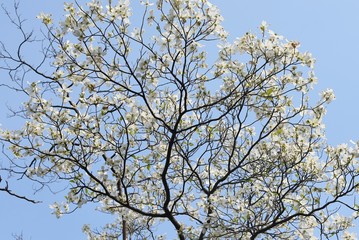 Flowering dogwood (Cornus florida) / Cornaceae deciduous tall tree