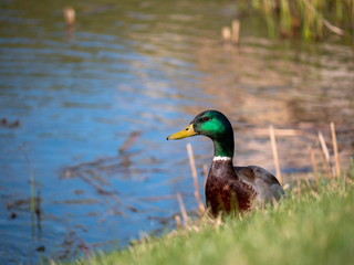 duck in the grass near water