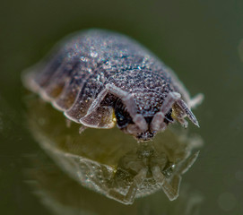 COCHINILLA