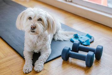 Puppy on a yoga mat