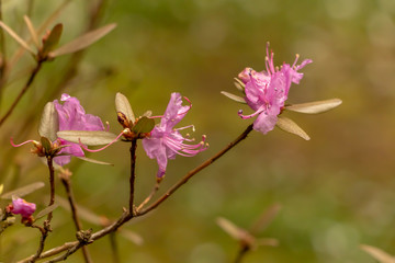 Colorful rhododendron flowers blooming in the park in early spring. Floral background.