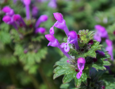 Common henbit , another name "giraffehead".