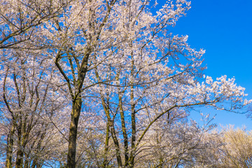 日本の春満開の一本の大きな桜の木