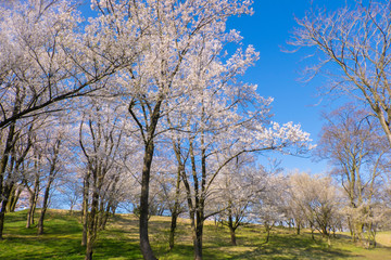 日本の春満開の一本の大きな桜の木