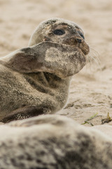 A grey seal (Halichoerus grypus) pup in a beach at the north of Denmark.