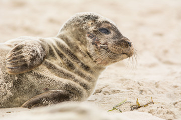A grey seal (Halichoerus grypus) pup in a beach at the north of Denmark.
