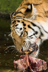 A tiger eating in a zoo.