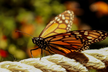 mariposa monarca