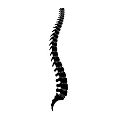 Human spine anatomy vector illustration