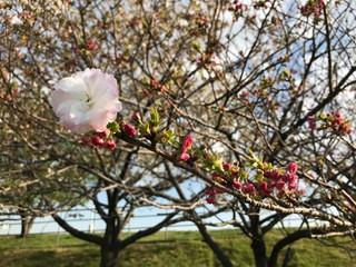 Pink Cherry Blossom in Japan