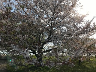 Blooming Cherry Tree in Japan