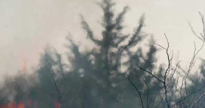 fire flames and heat waves rise in front of juniper tree