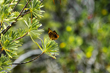 butterfly on a flower