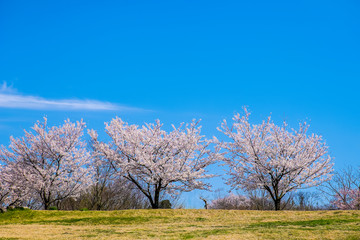 桜並木　ニッポの春満開