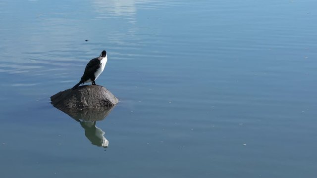 Pied shag pruning feathers on a rock with a reflection in calm water