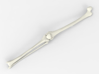 Model of human bones, knee, 3D render