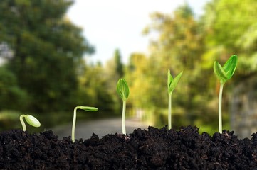 Growth.