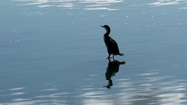 Pied shag pruning feathers with a reflection in calm water