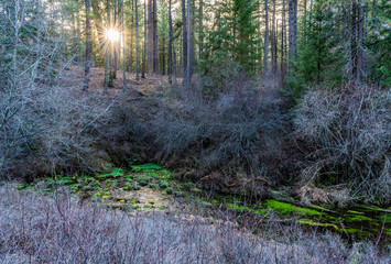 Bright green at the headwaters of Metolius River near Sisters in Central Oregon, where the river first bubbles up from underground here.