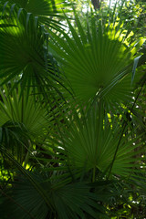 jungle palm trees