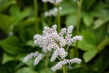 야외에서 볼수있는 여러가지 봄 꽃들, 목련, 진달래, 벚꽃 등